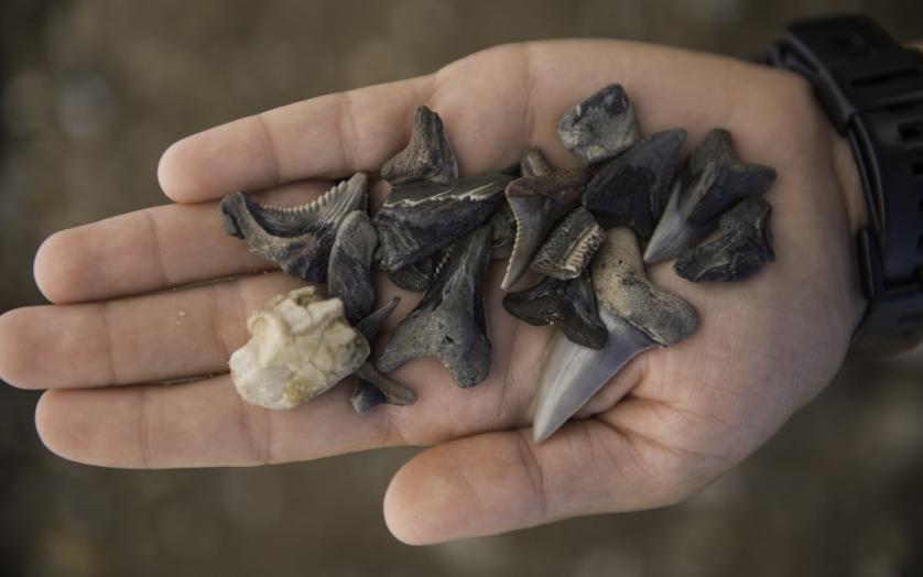 Handfull of Fossils